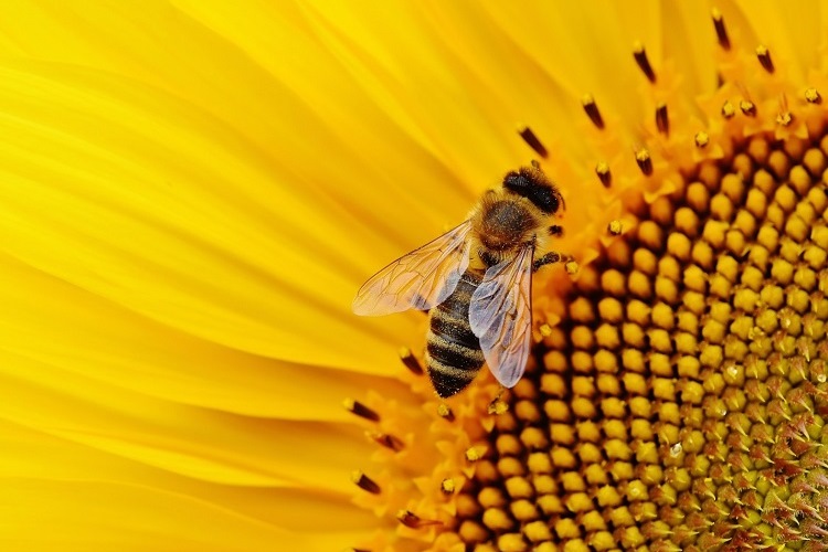Obaveštenje za pčelare