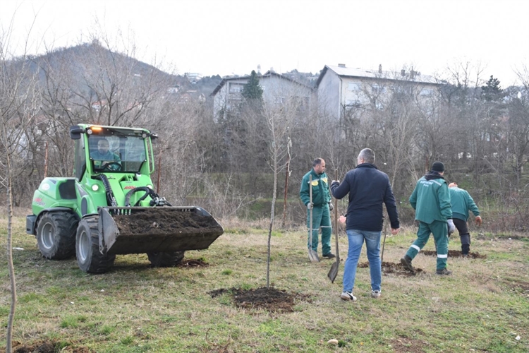 ВРШАЦ ДОБИО НОВИ ДРВОРЕД – ПОСАЂЕНО 25 ШКОЛОВАНИХ САДНИЦА СИБИРСКОГ БРЕСТА